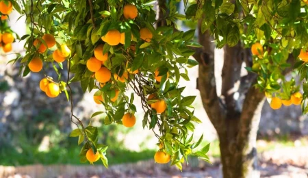 Tarım Bakanlığı: Narenciyeye fumigasyon işlemi limanda yapılmaya başlandı