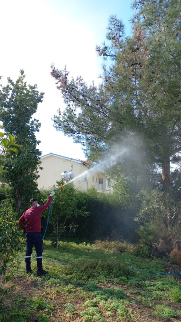 Beyarmudu Belediyesinden çam kese böceğiyle biyolojik mücadele