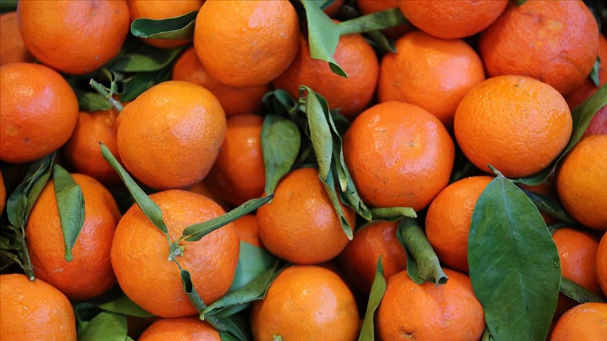 Narenciye Kesim Ekipleri Birliği, üçüncü ülkelerden narenciye işçisi getirilmesi halinde grev yapacak