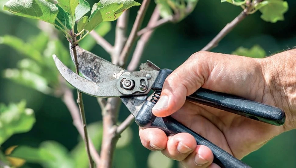Aşıcılık ve budama kursu yarın başlıyor