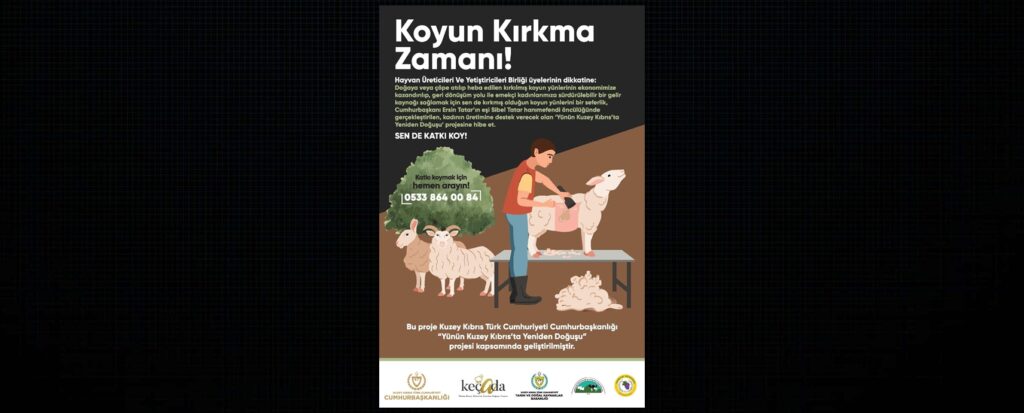 Kırkılmış koyun yünleri “Yünün Kuzey Kıbrıs’ta Yeniden Doğuşu” projesine hibe edilecek