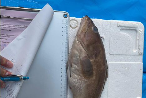 İthal Lahoz balıkları imha edildi