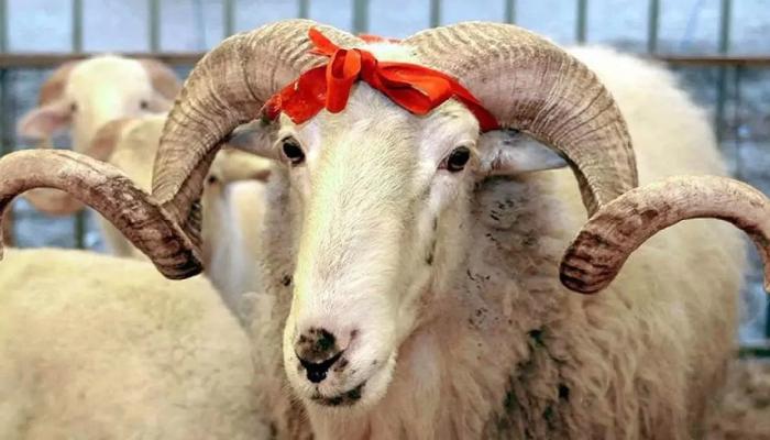Kurban Bayramı pazar günü başlıyor! Bayram tatili, beş gün olacak