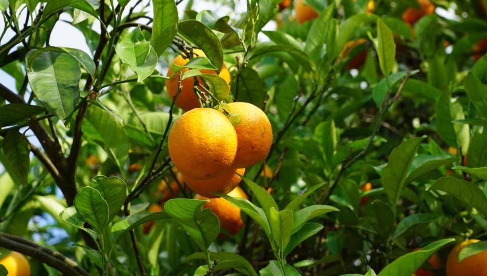 Turunçgil zararlısı için biyolojik mücadele çalışmaları sürüyor