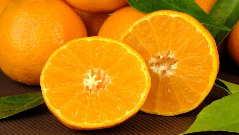 Dalında kalan Valencia portakal ürününün tespit çalışmaları sürüyor