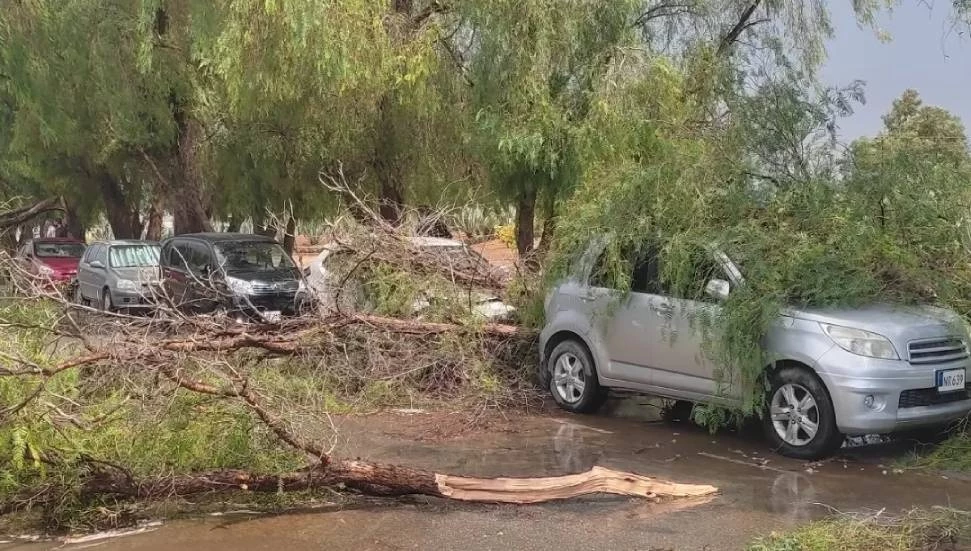 Haspolat’ta ağaçlar araçların üzerine devrildi