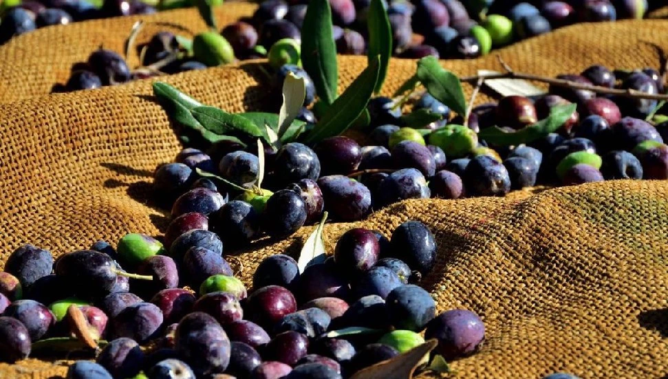 Zeytin ve zeytin ürünleri işletmelerin kayıt zorunluluğu hatırlatıldı