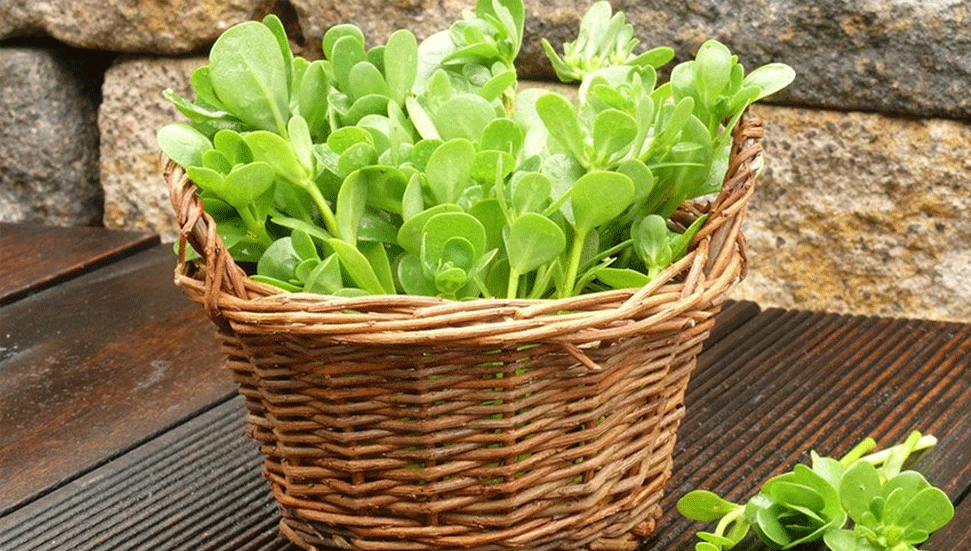 Semizotu ve molehiyada tavsiye dışı bitki koruma ürünü bulundu