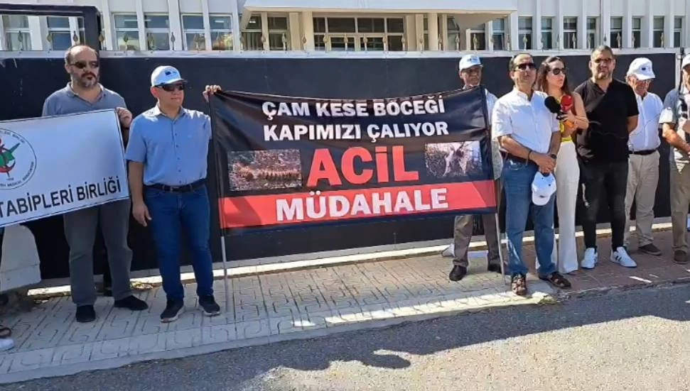 Çevre Platformu, çam kese böceği tehdidine karşı acil önlem talep ediyor