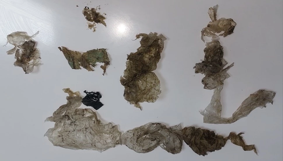 Kaplumbağanın içinden plastik materyaller çıktı