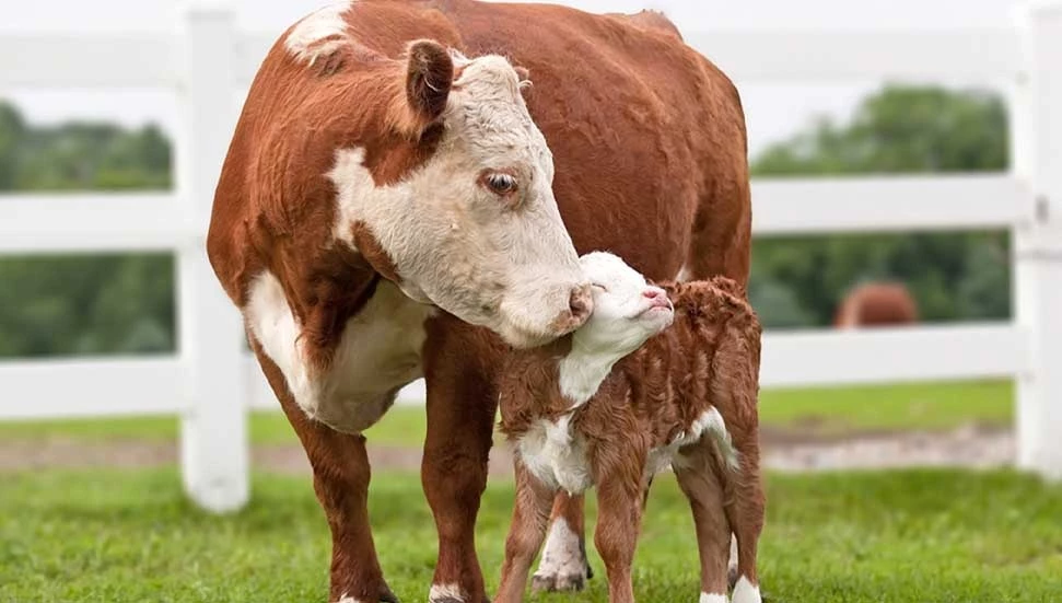 Temmuz ayına ait büyükbaş hayvanların düşük zararı ödendi
