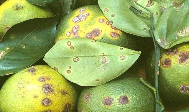 Yeşillenme hastalığına karşı başlatılan biyolojik mücadele olumlu sonuçlar veriyor