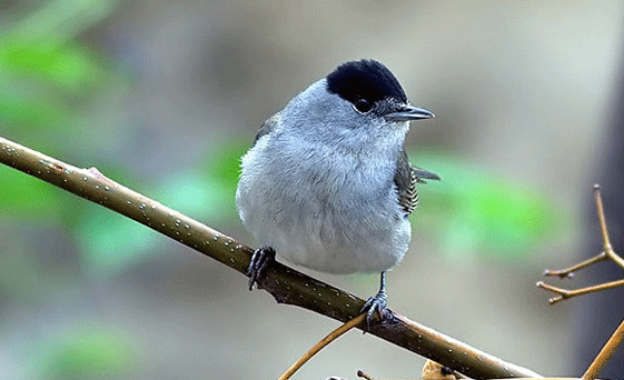 Koruma altındaki Pulya kuşlarını kanunsuz avlayan iki kişiye yasal işlem