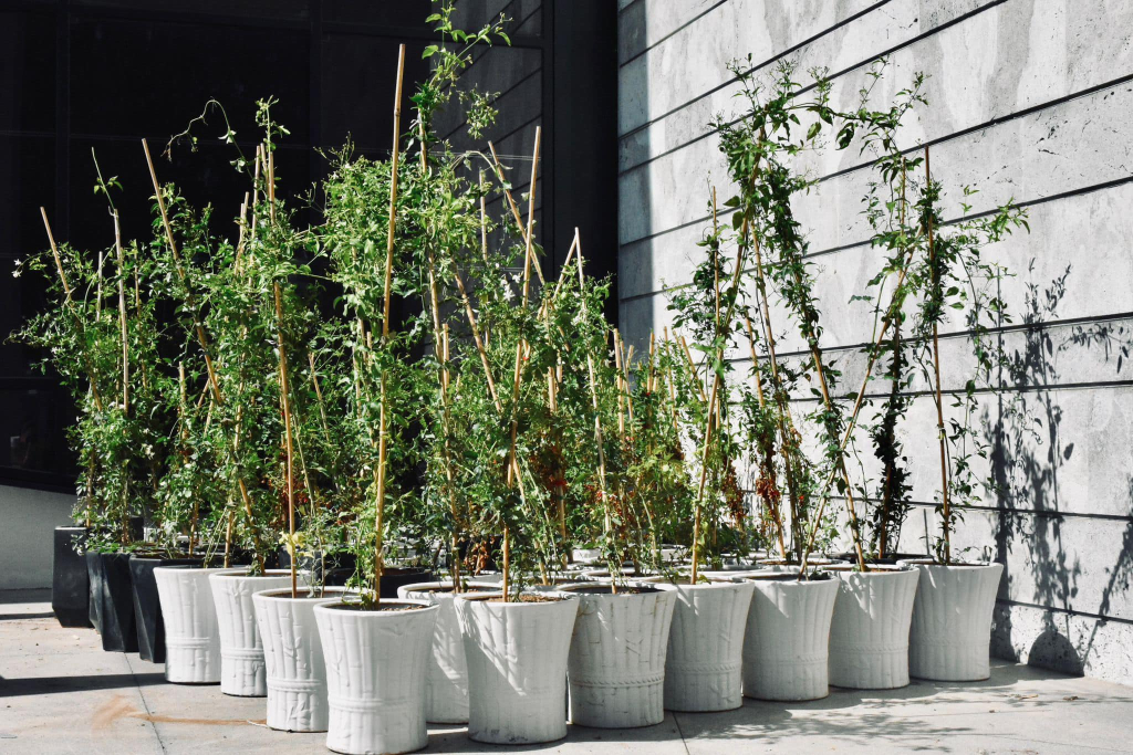 Şenkul: Tüm yaseminler tükendi, gelecek ay 500 adet daha yasemin dağıtacağız