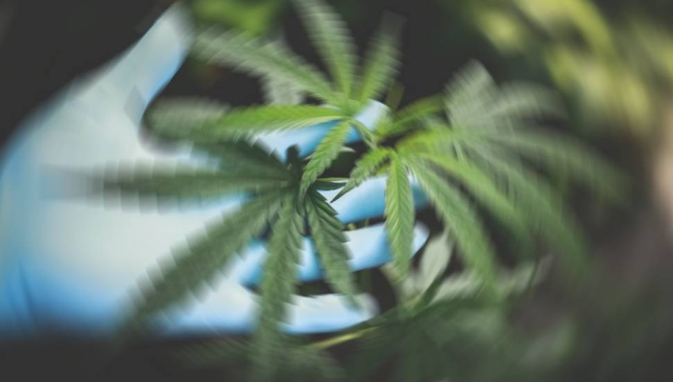 Güney Kıbrıs’ta 9 ayda ele geçirilen narkotik madde miktarı yarım tonu aştı