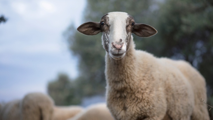 Veteriner Hekimler Birliği: Mavi dil hastalığı yayılmaya devam ediyor