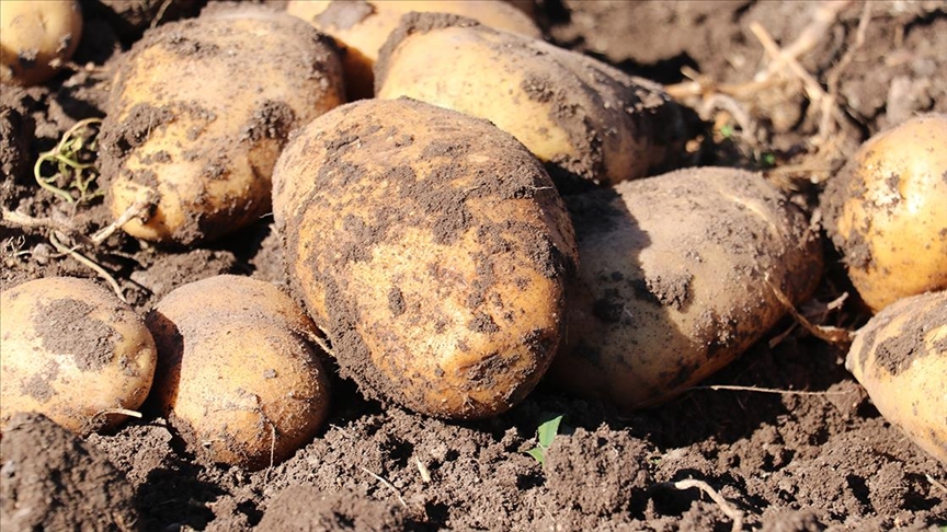 Patates Üreticiler Birliği: Bazı marketlerin fahiş kar oranlarından ötürü fiyatlar 140 TL’ye kadar çıktı