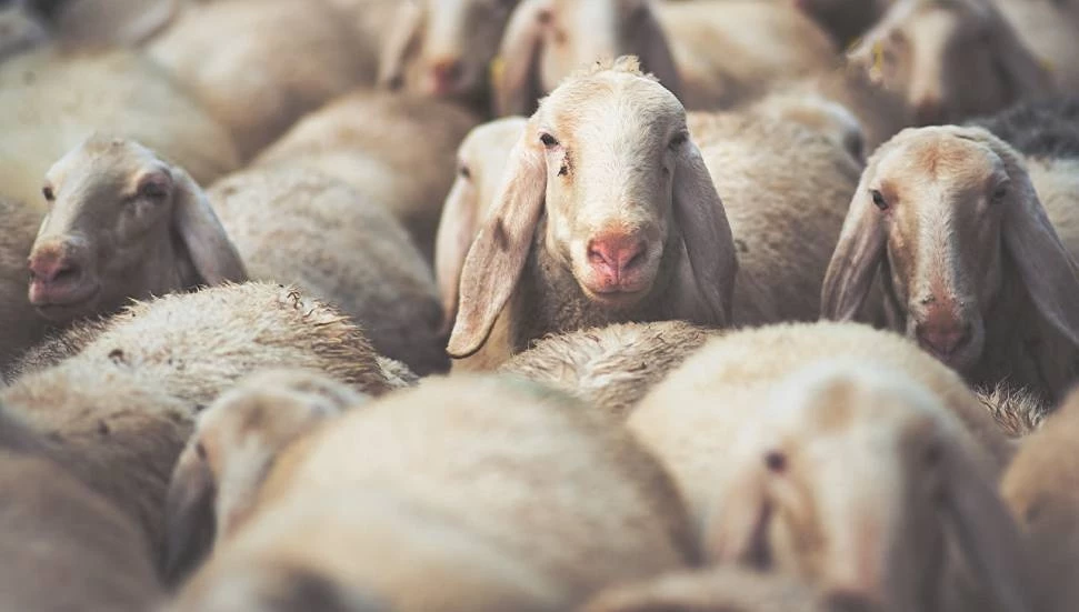 Veterinerler Birliği’nden mavi dil açıklaması: Et ve süt tüketiminde risk yok