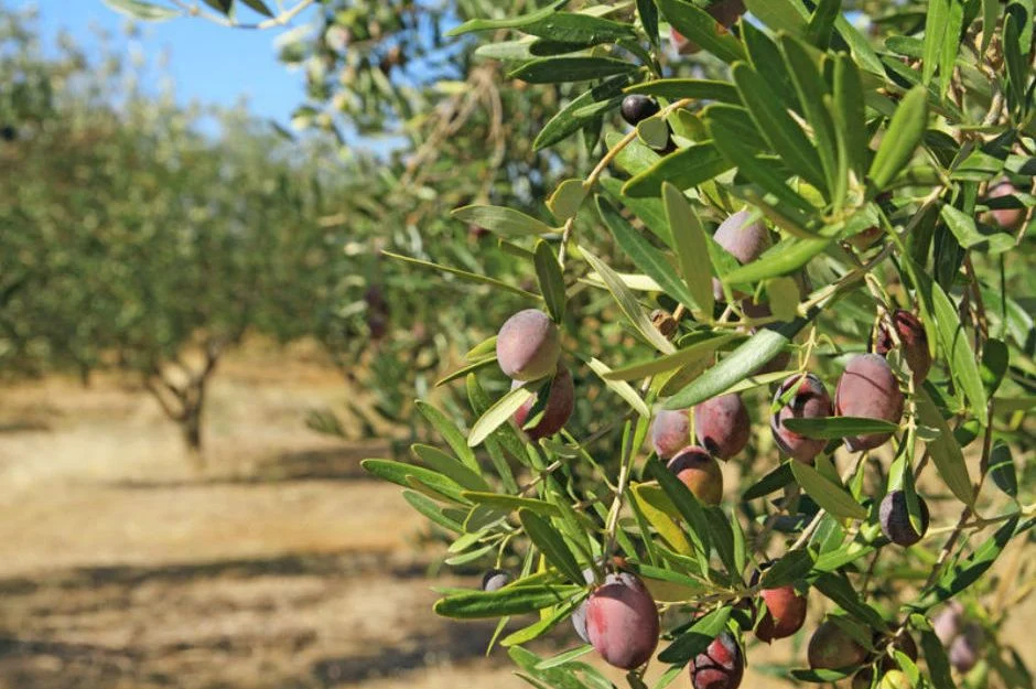 Tarım Bakanlığı’ndan zeytin ve zeytin ürünleri işletmelerine uyarı