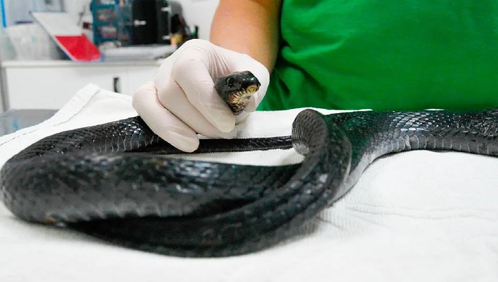 Ciddi derecede yetersiz beslenen kara yılan Taşkent Doğa Parkı’nda tedavi altında