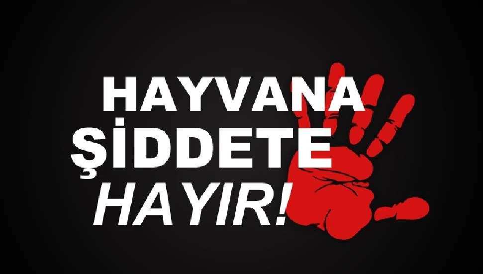 Geçitkale’de boğularak öldürülen bir köpek bulundu!