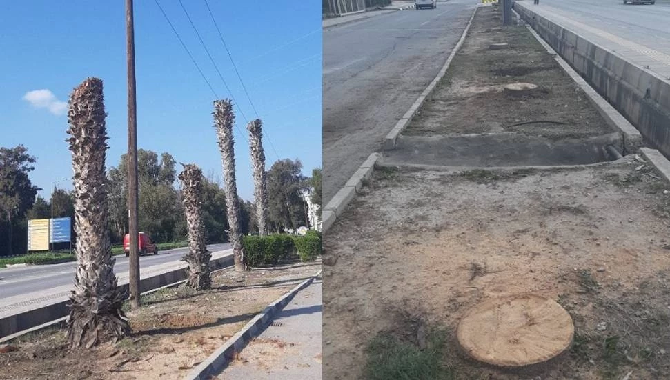 Peyzaj Mimarları Odası, ağaç katliamlarının durdurulması için çağrı yaptı!