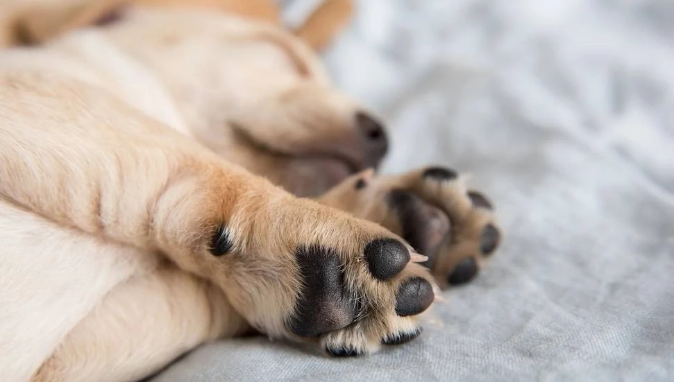 Boğazköy’de zehirleme!