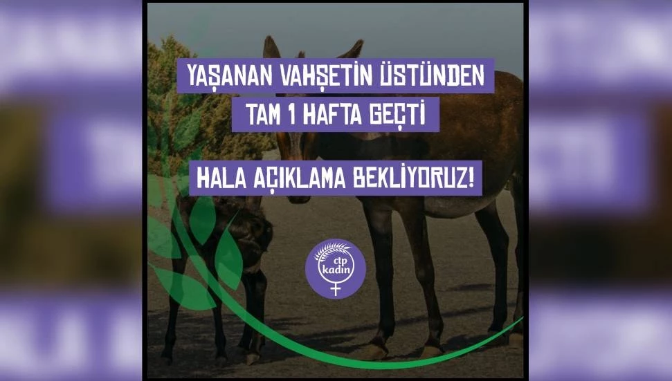 “Olayın üzerinden 1 hafta geçti, eşek katliamının sorumluları halen bulunmadı”