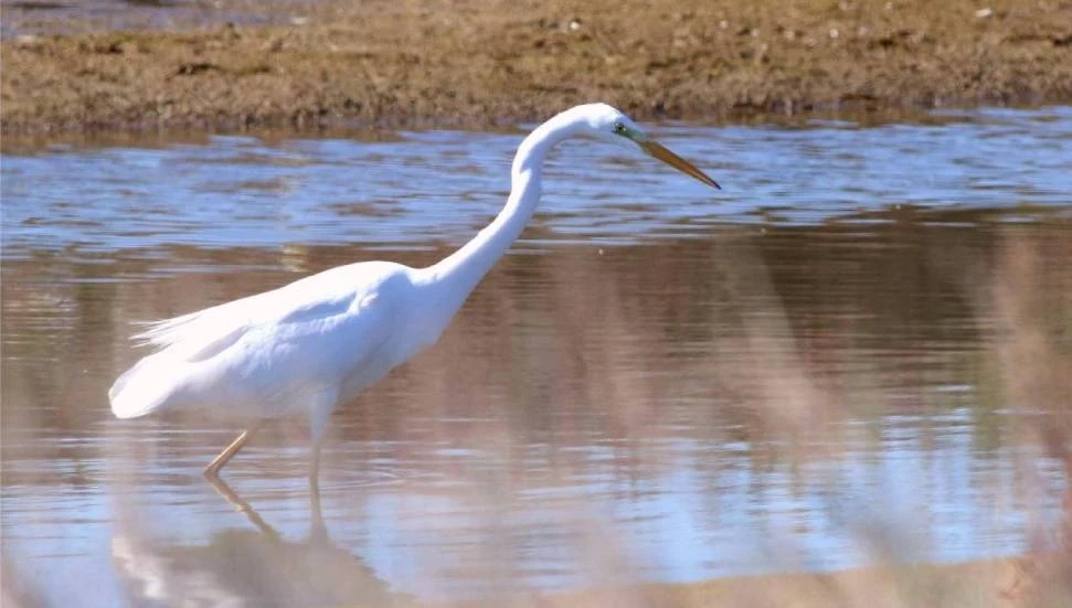 “Mağusa Sulak Alanları Çalıştayı” yarın yapılıyor