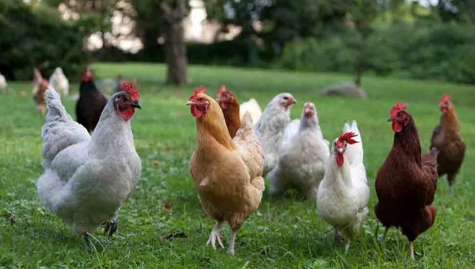 Güney’de emekliye ayrılan tavuklar, “Kot-Kot Projesi” ile zeytin zararlılarına karşı kullanılıyor!