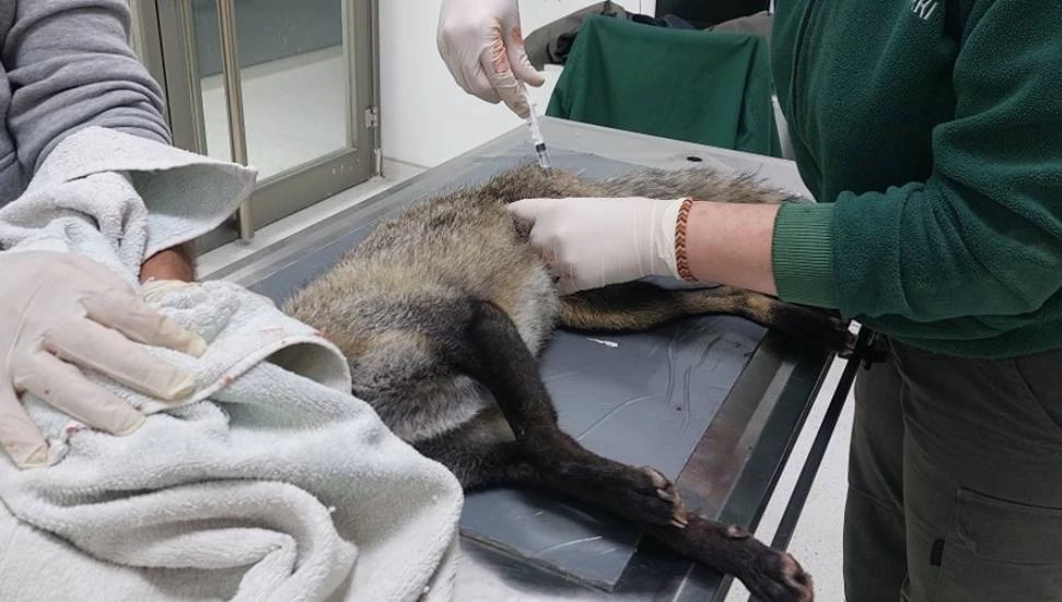 Ağır yaralanan tilki, Yaban Hayat Hastanesi’ne götürüldü