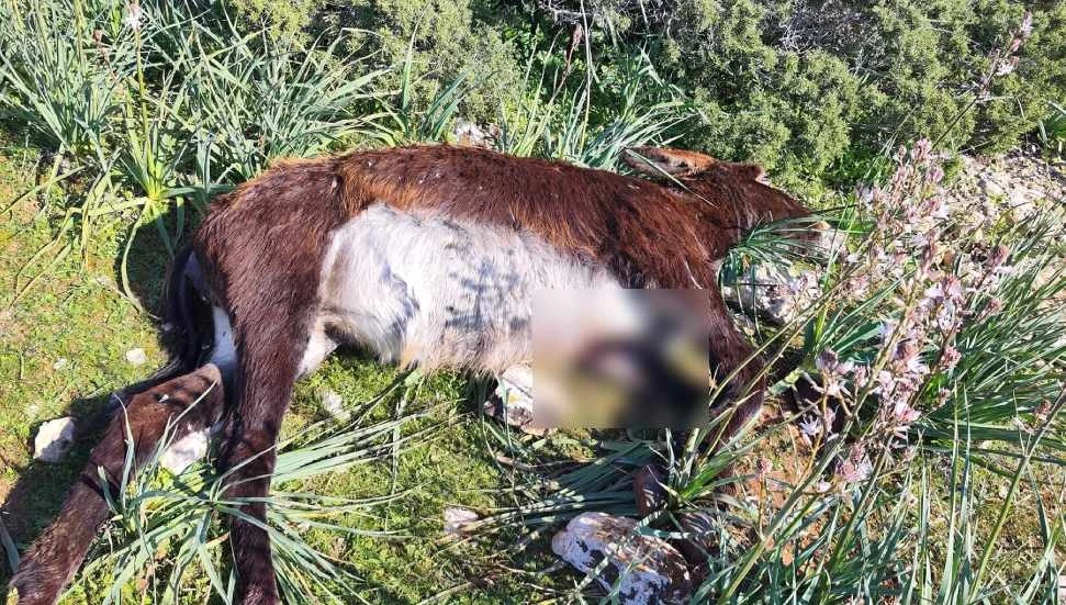 En Az 14 eşek vurularak öldürüldü!