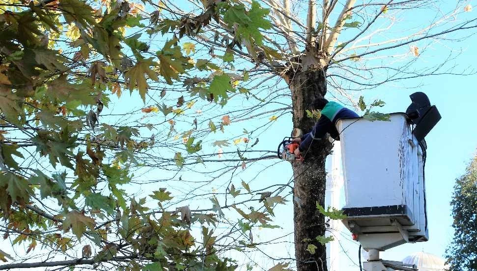 Gazimağusa’da trafikte tehlike arz eden ağaçların budaması yapılacak!