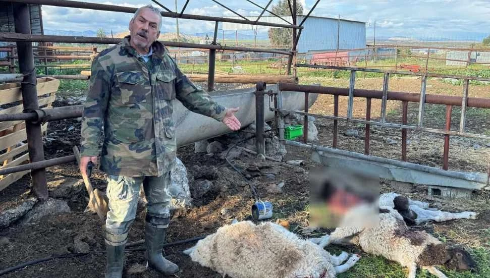 Sokaklara terk edilen köpekler Taşpınar Köyü’nde üreticinin hayvanlarına saldırdı