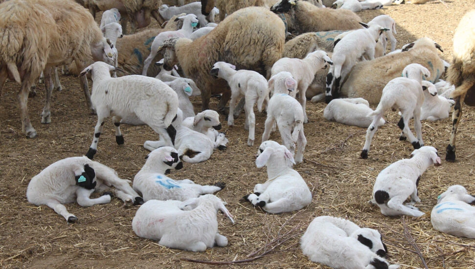 Damızlık küçükbaş hayvan alımı için kredi paketi başlatıldı!