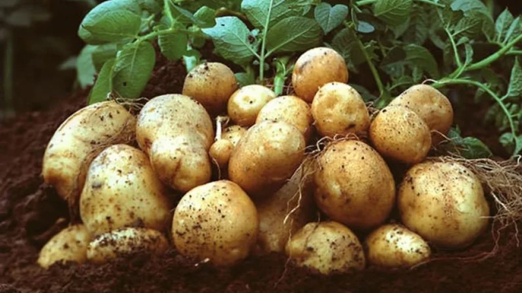 Patates üreticilerine duyuru…