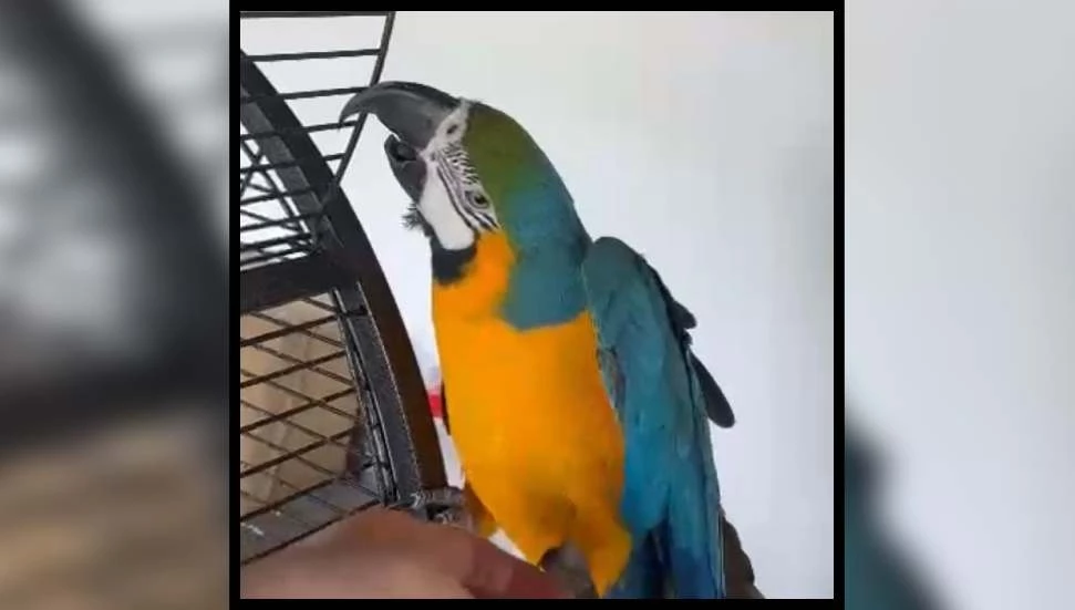 Kayıp papağan, mutlu sonla eve döndü