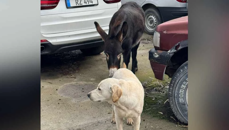 Küçükkaymaklı’nın simgesi eşek kayboldu