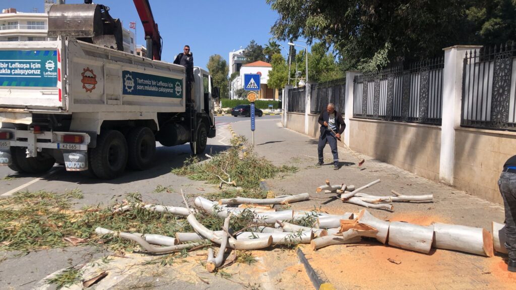 Rüzgarın Etkisiyle Ağaç Yola Devrildi, Trafik Kısa Sürede Açıldı