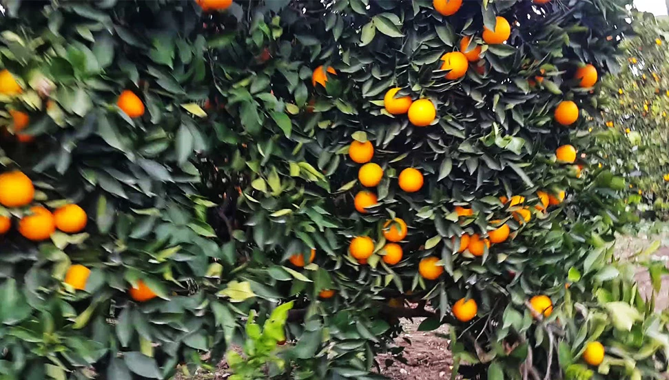 Narenciye Üreticileri Birliği, Cypfruvex’i ödemeleri bir an önce yapmaya çağırdı