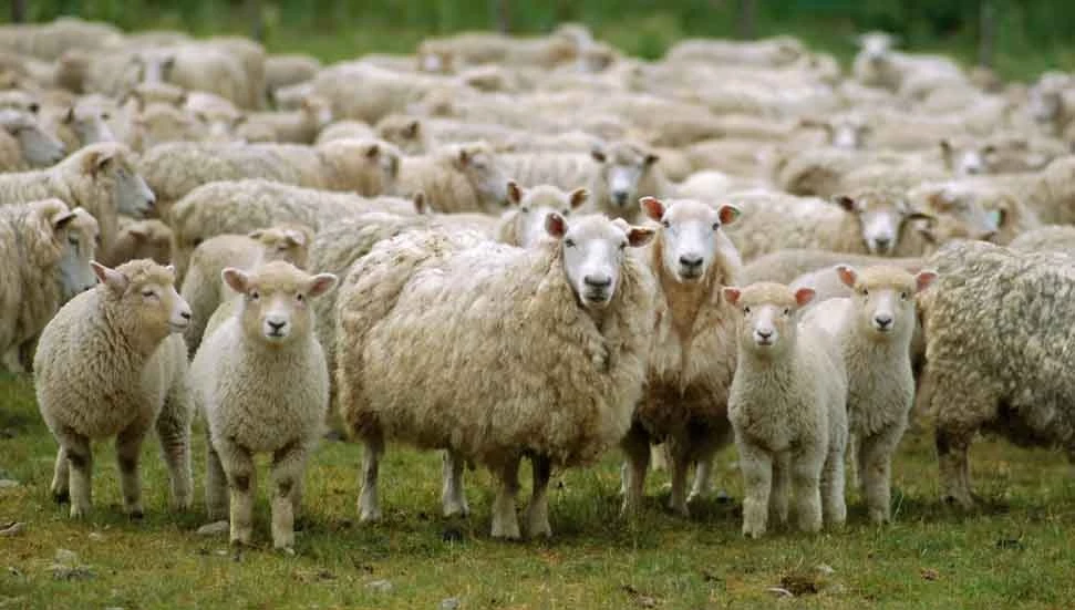 Koyun-Keçi Çiçeği Hastalığı yayılıyor: Veteriner Hekimler Birliği’nden uyarı