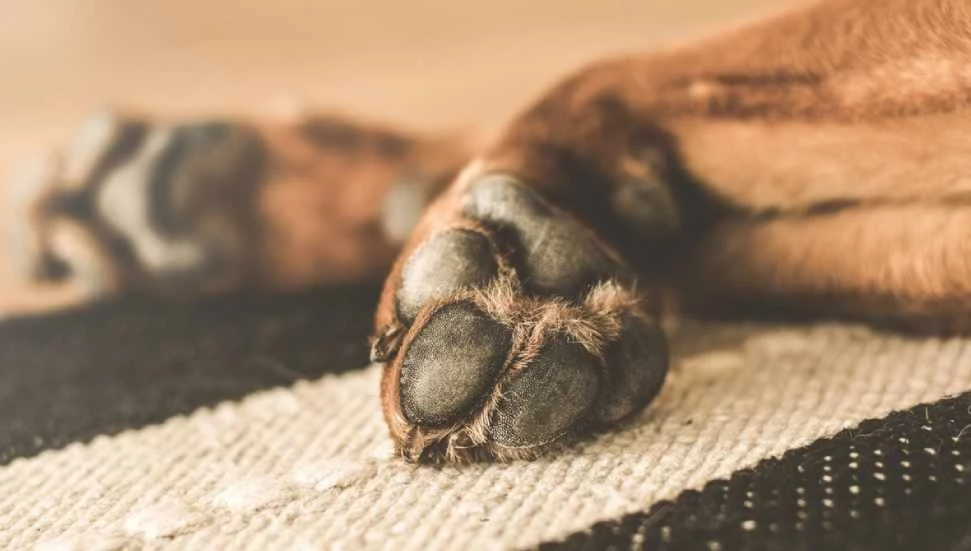 Düzova’da köpek katledildi!