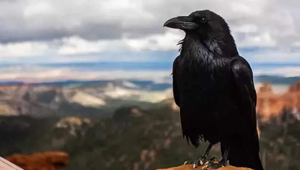 Taşpınar’da karga avında kanunsuz atış: iki asgari ücret tutarında ceza kesildi