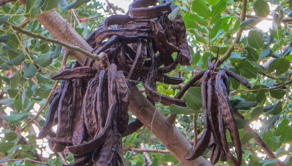 Girne’de harup toplamaya başlama tarihi 15 Ağustos