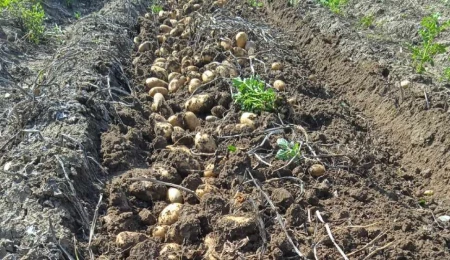 Tarımda artık hastalık ve zararlılar erken tespit edilebilecek