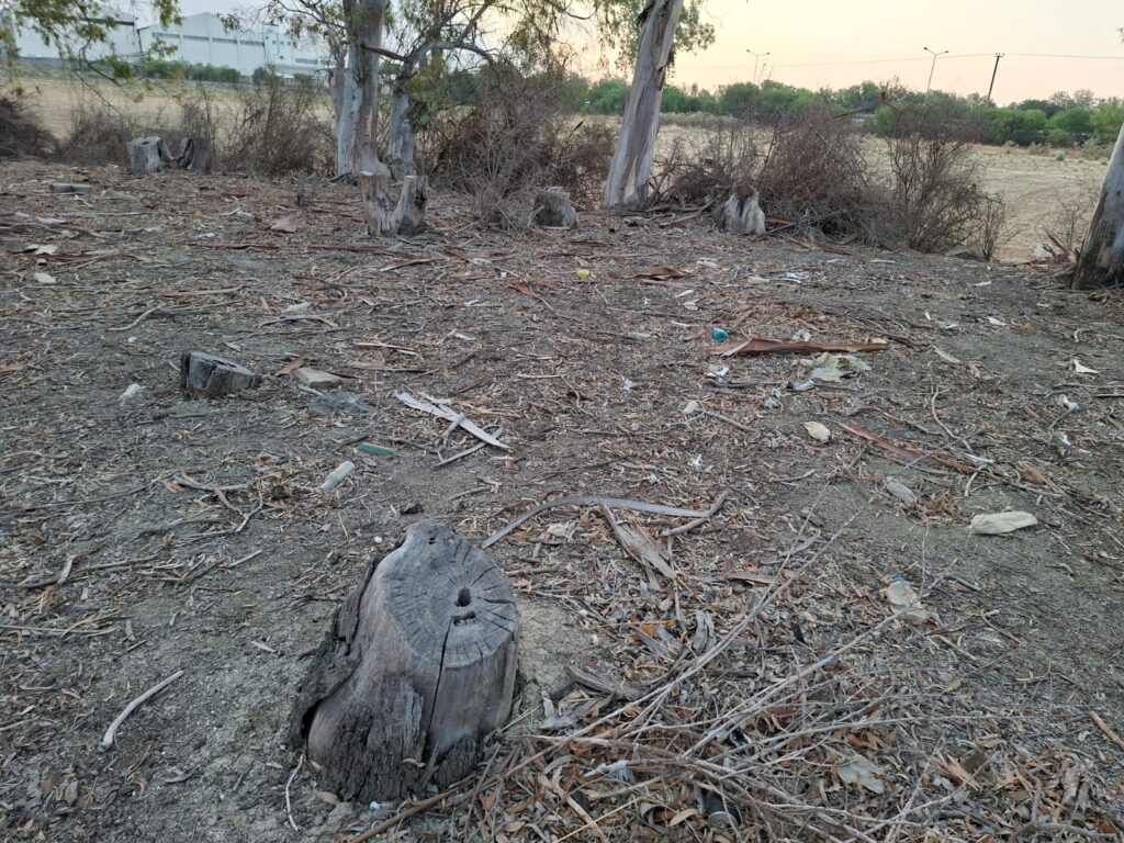 Hamitköy’de okaliptüs kıyımı