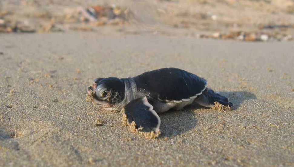 Yavru kaplumbağalar İskele sahilinden uğurlandı