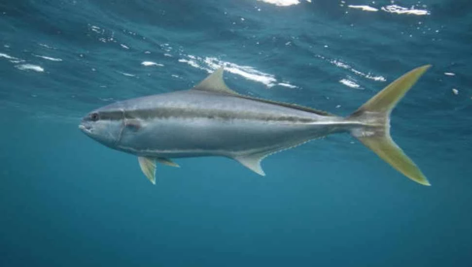 Tarım ve Doğal Kaynaklar Bakanlığı, Mineri/Sarıkuyruk avcılığına dair uyarıda bulundu