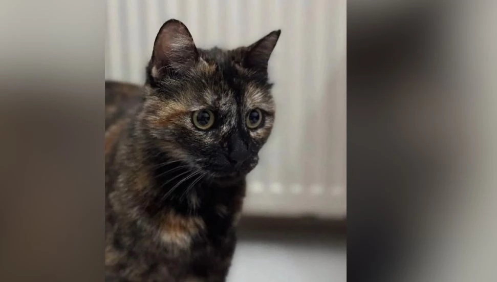 İstanbul’da işkenceyle öldürülen “Cezve”nin katiline indirimsiz 3 yıl 8 ay hapis