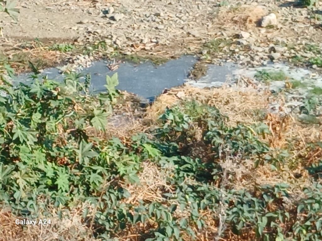 Lefke Ekoloji Derneği’nden uyarı: Gemikonağı Deresi’ne yaklaşık bir aydır foseptik akışı var